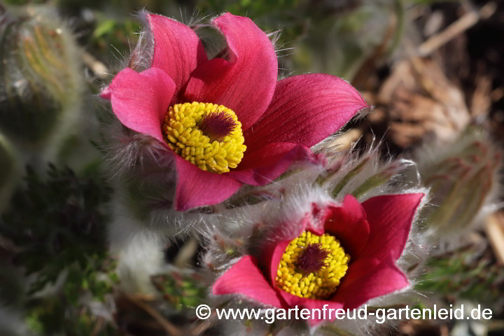 Pulsatilla vulgaris 'Röde Klokke' – Gewöhnliche Kuhschelle