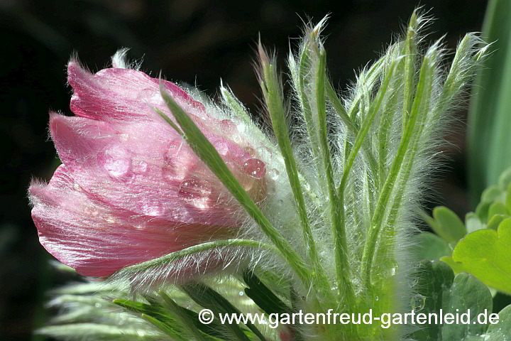 Pulsatilla vulgaris 'Röde Klokke' – Gewöhnliche Kuhschelle