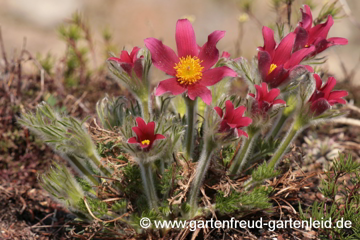 Pulsatilla vulgaris 'Röde Klokke' – Gewöhnliche Küchenschelle