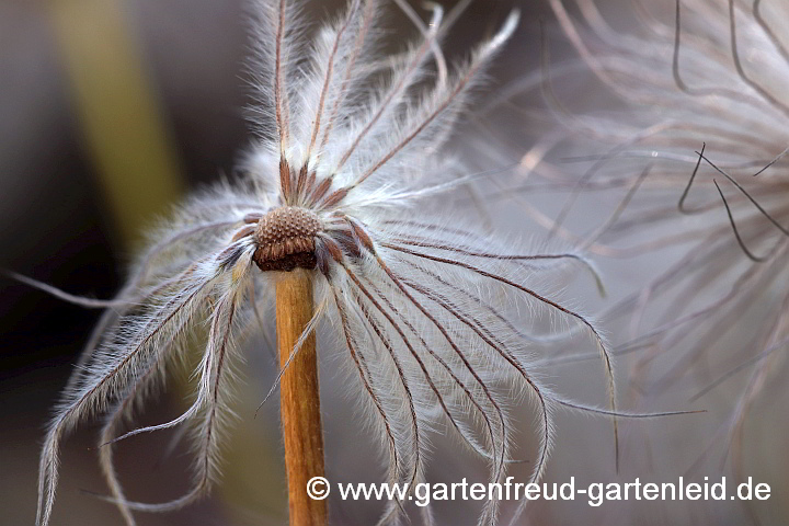 Pulsatilla vulgaris – Gewöhnliche Küchenschelle, Samenstand