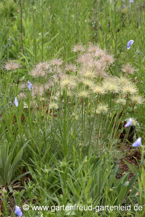 Verblühte Pulsatilla vulgaris (Gewöhnliche Küchenschelle) – Samenstände