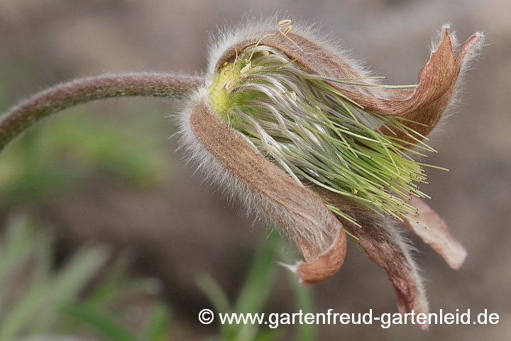 Pulsatilla vulgaris (Gewöhnliche Küchenschelle) – verblühte Blüte