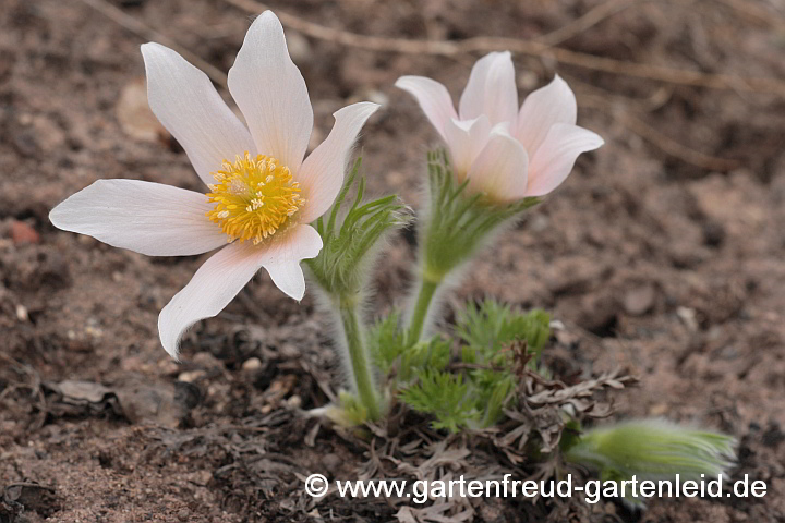 Pulsatilla vulgaris – Gewöhnliche Küchenschelle