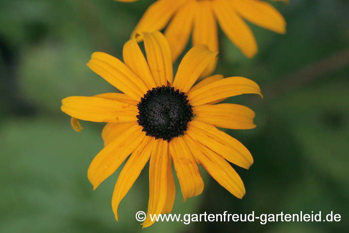 Rudbeckia fulgida var. sullivantii 'Goldsturm' – Leuchtender, Gelber oder Gewöhnlicher Sonnenhut