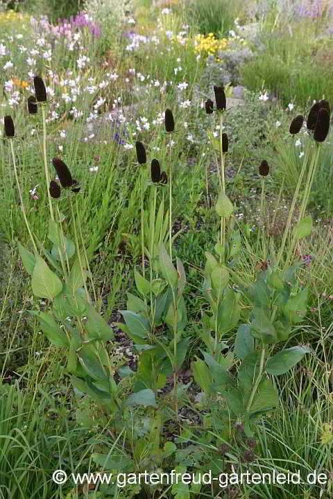 Rudbeckia occidentalis 'Green Wizard' – Westlicher Sonnenhut