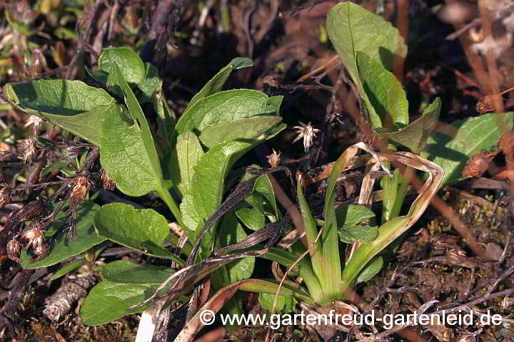 Rudbeckia 'Green Wizard' (Westlicher Sonnenhut) – Austrieb (rechts vorn im Bild ist eine Kniphofia (Fakellilie) zu sehen)