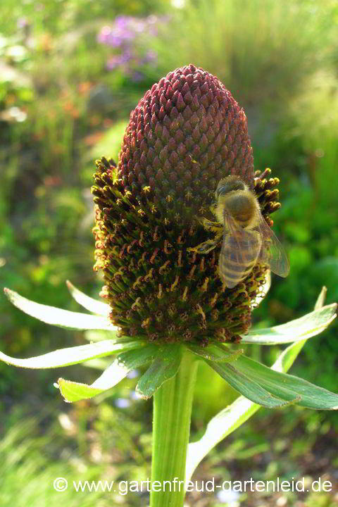 Rudbeckia occidentalis 'Green Wizard' – Westlicher Sonnenhut mit Honigbiene