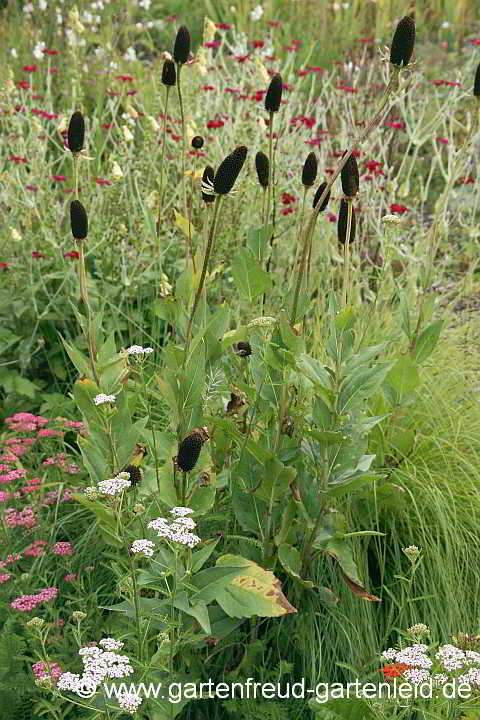 Rudbeckia occidentalis 'Green Wizard' – Westlicher Sonnenhut