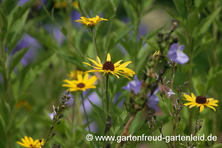 Rudbeckia subtomentosa vor Campanula persicifolia – Schwachfilziger Sonnenhut vor Pfirsichblättriger Glockenblume