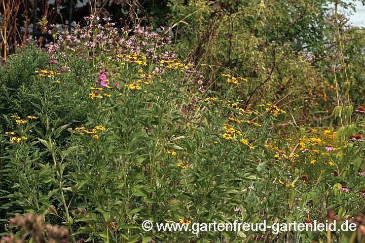 Rudbeckia subtomentosa (Schwachfilziger Sonnenhut) vor Monarda fistulosa 'Beauty of Cobham' (Späte Indianernessel)