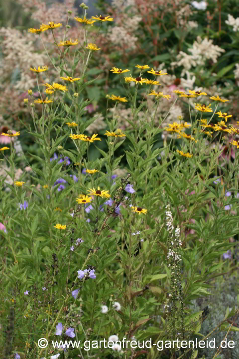 Rudbeckia subtomentosa – Schwachfilziger Sonnenhut