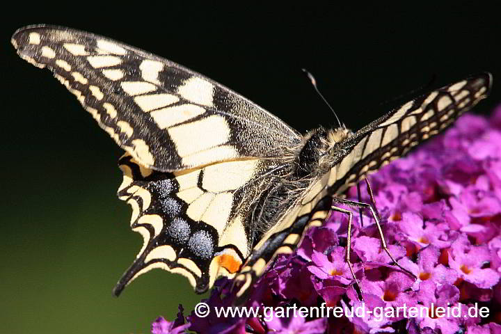 Schwalbenschwanz auf Buddleja davidii
