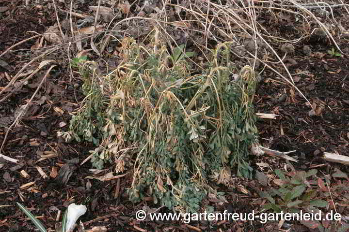 Ruta graveolens – Frostschaden