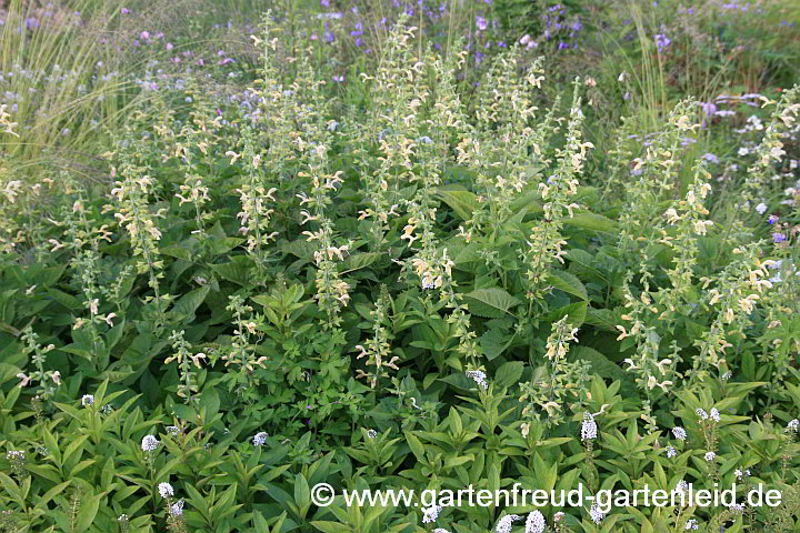 Salvia glutinosa – Klebriger Salbei, Kleb-Salbei