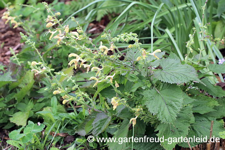 Salvia glutinosa – Klebriger Salbei, Kleb-Salbei