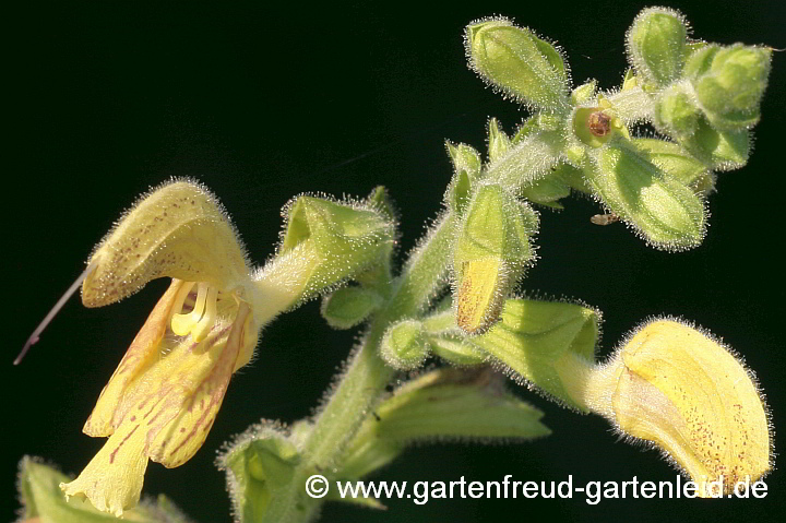 Salvia glutinosa – Klebriger Salbei, Blüte