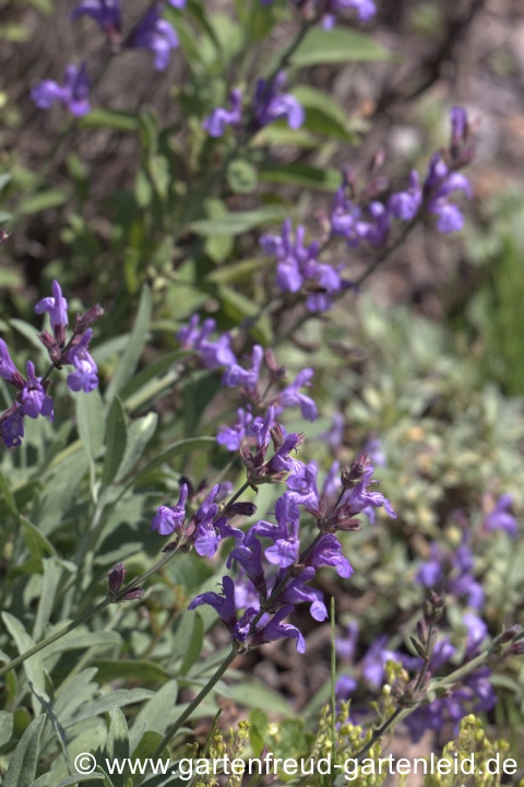 Salvia lavandulifolia – Spanischer Salbei, Lavendelblättriger Salbei