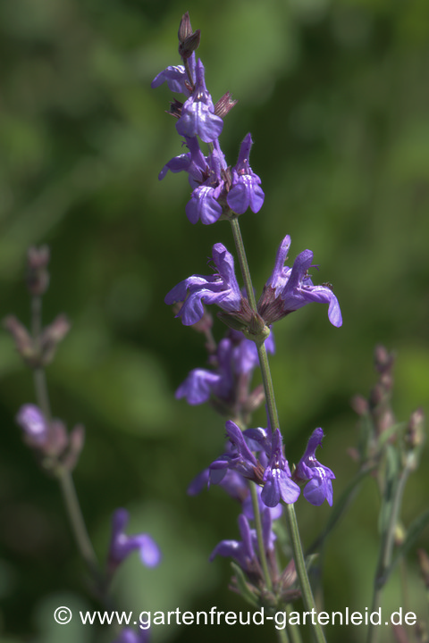 Salvia lavandulifolia – Spanischer Salbei, Lavendelblättriger Salbei