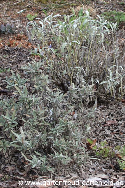 Salvia lavandulifolia vor Salvia officinalis 'Albiflora' im März