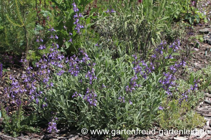 Salvia lavandulifolia – Lavendel-Salbei