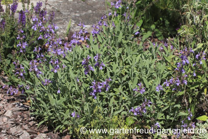 Salvia lavandulifolia – Spanischer Salbei, Lavendelblättriger Salbei