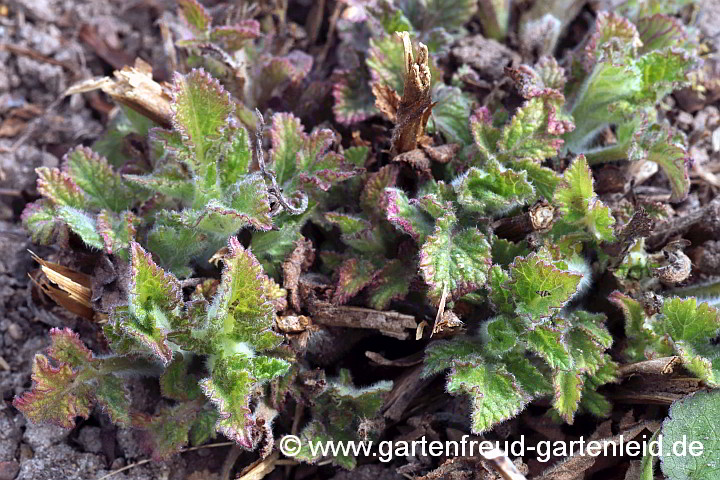 Salvia miltiorrhiza (Rotwurzel-Salbei, Chinesischer Salbei) – Austrieb