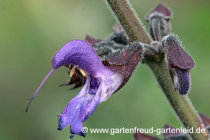 Salvia miltiorrhiza – Rotwurzel-Salbei, Chinesischer Salbei, Blüte