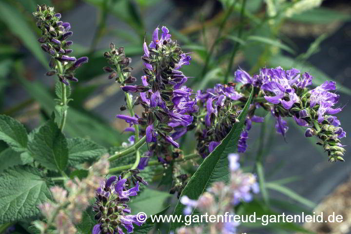 Salvia miltiorrhiza – Chinesischer Salbei, Rotwurzel-Salbei