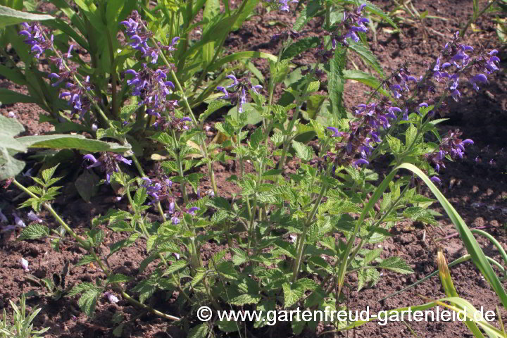 Salvia miltiorrhiza – Rotwurzel-Salbei, Chinesischer Salbei