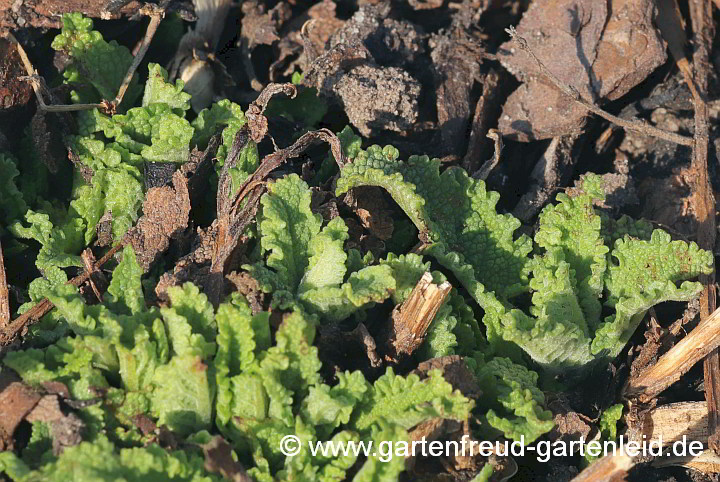 Salvia nemorosa 'Adrian' (Steppen-Salbei, Hain-Salbei) – Austrieb