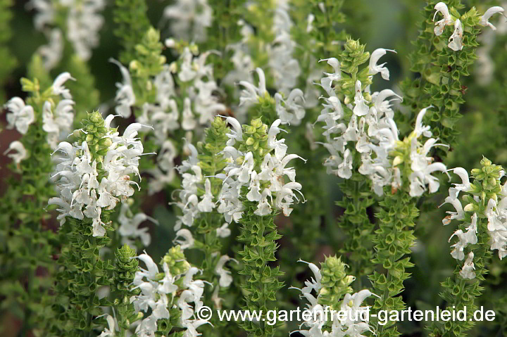 Salvia nemorosa 'Adrian' – Steppen-Salbei, Hain-Salbei