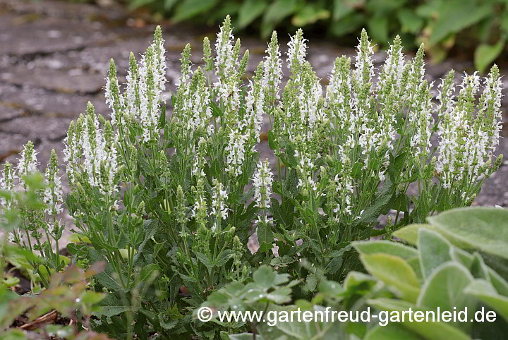 Salvia nemorosa 'Adrian' – Steppen-Salbei, Hain-Salbei