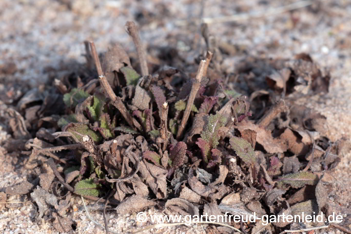 Salvia nemorosa 'Caradonna' (Steppen-Salbei, Hain-Salbei) – Austrieb