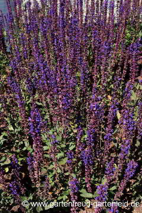 Salvia nemorosa 'Caradonna' – Steppen-Salbei, Hain-Salbei