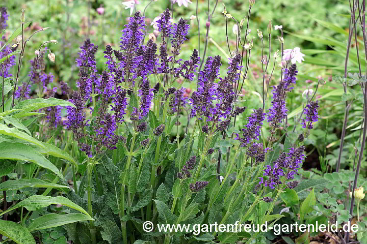 Salvia nemorosa 'Mainacht' – Steppen-Salbei, Hain-Salbei