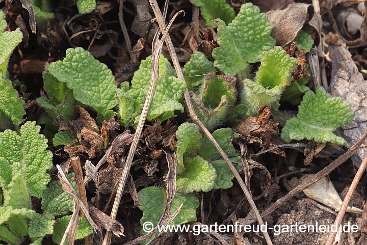 Salvia nemorosa 'Mainacht' (Steppen-Salbei, Hain-Salbei) – Austrieb