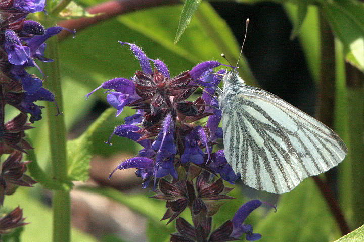 Rapsweißling auf Salvia nemorosa 'Mainacht' (Steppen-Salbei, Hain-Salbei)