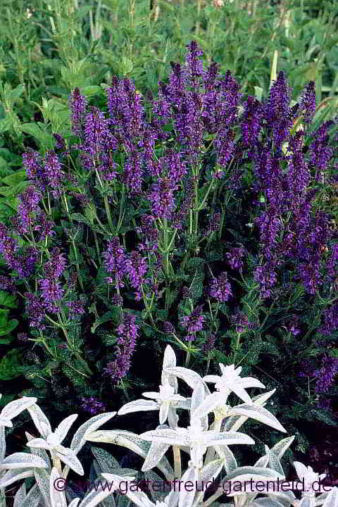 Stachys byzantina mit Salvia nemorosa 'Mainacht'