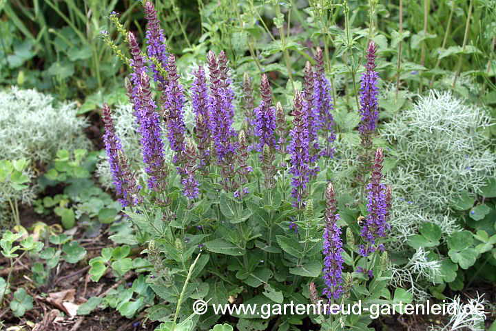 Salvia nemorosa 'Ostfriesland' (Steppen-Salbei) mit Artemisia alba 'Canescens' (Kampfer-Wermut)