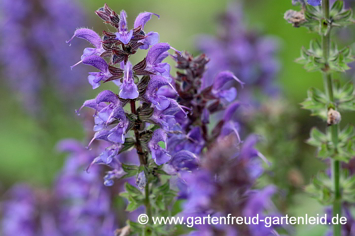 Salvia nemorosa 'Mainacht' – Steppen-Salbei, Hain-Salbei, Austrieb