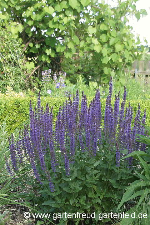 Salvia nemorosa 'Ostfriesland' – Steppen-Salbei, Hain-Salbei