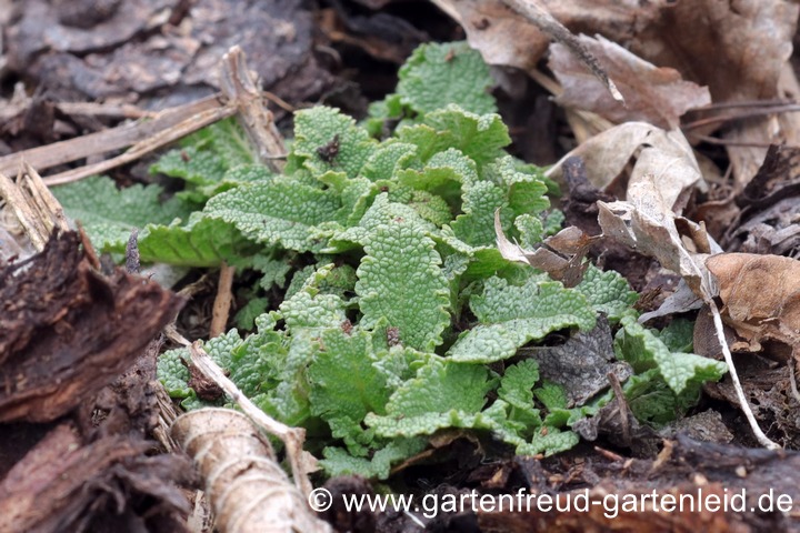 Salvia nemorosa 'Schwellenburg' (Steppen-Salbei, Hain-Salbei) &ndash; Austrieb