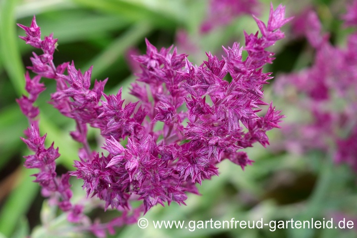 Salvia nemorosa 'Schwellenburg' (Steppen-Salbei, Hain-Salbei) &ndash; Bl&uuml;tentrieb