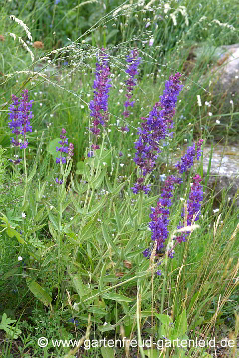 Salvia nemorosa subsp. pseudosylvestris – Hoher Steppen-Salbei