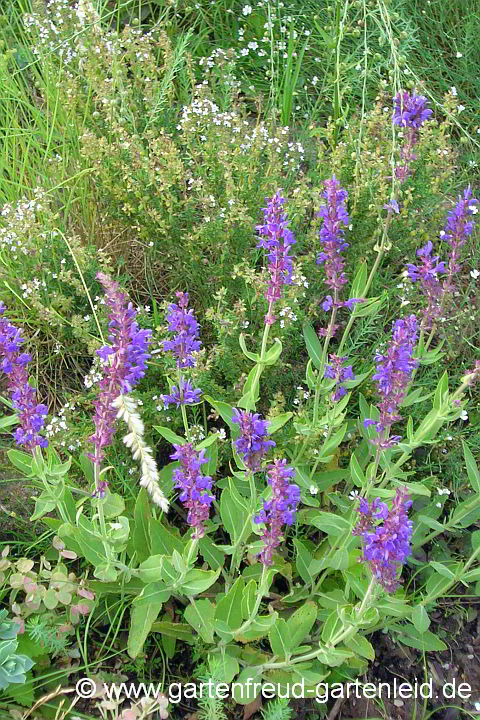 Salvia nemorosa subsp. pseudosylvestris – Hoher Steppen-Salbei, Großer Hain-Salbei