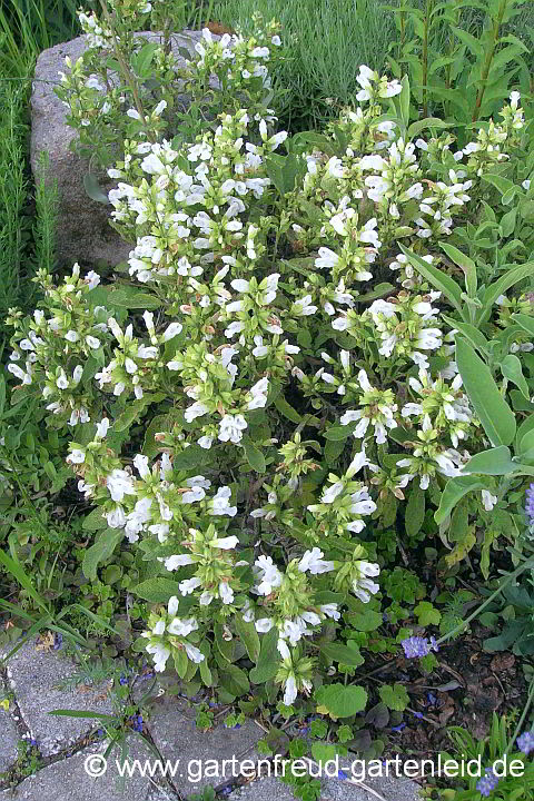 Salvia officinalis `Albiflora´ – Echter Salbei, Apotheker-Salbei
