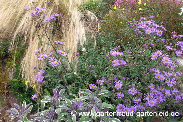 Salvia officinalis 'Tricolor' (Dreifarbiger Garten-Salbei), Aster amellus (Berg-Aster)