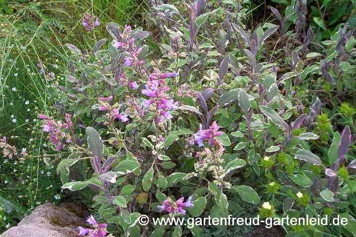 Salvia officinalis 'Tricolor' – Dreifarbiger Garten-Salbei