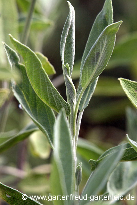 Salvia officinalis – Echter Salbei, Apotheker-Salbei