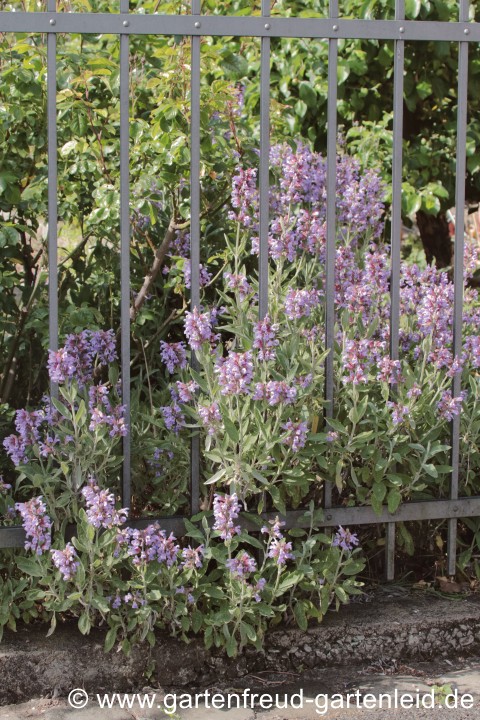 Salvia officinalis – Echter Salbei, Apotheker-Salbei